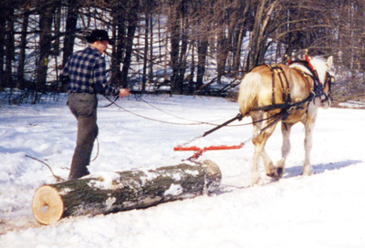 Sustainable Logging